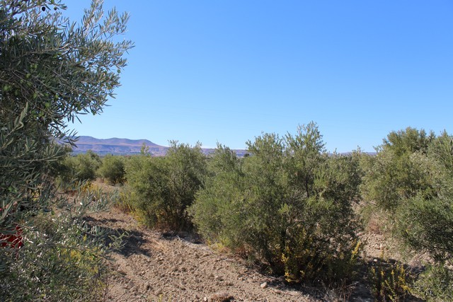 Rural Property – Caniles