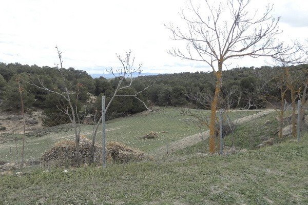 Country Estate – Benamaurel