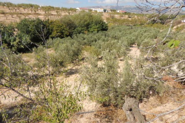 Cave House – Fatima