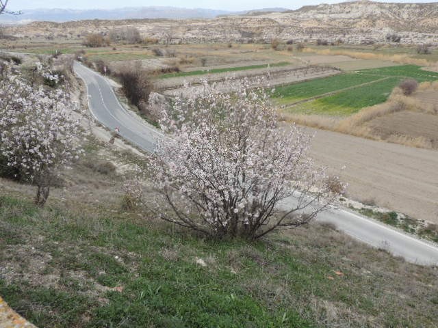 Rural Property – Orce