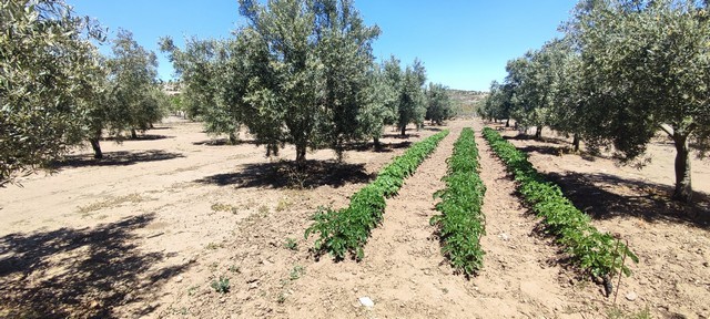 Rural Property – Hijate