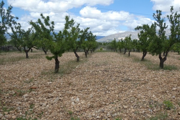 Villa – Fuenta Vera