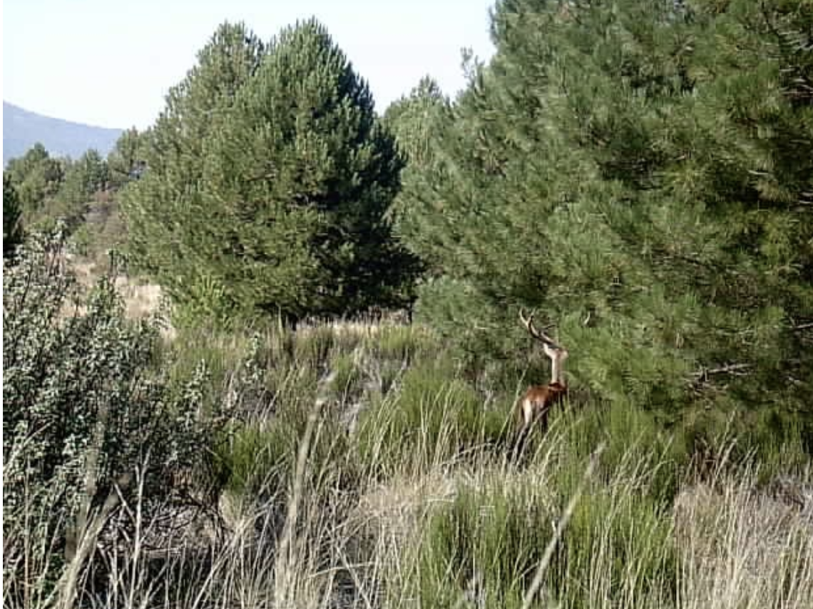 Finca in Huescar, Spain, AAC004