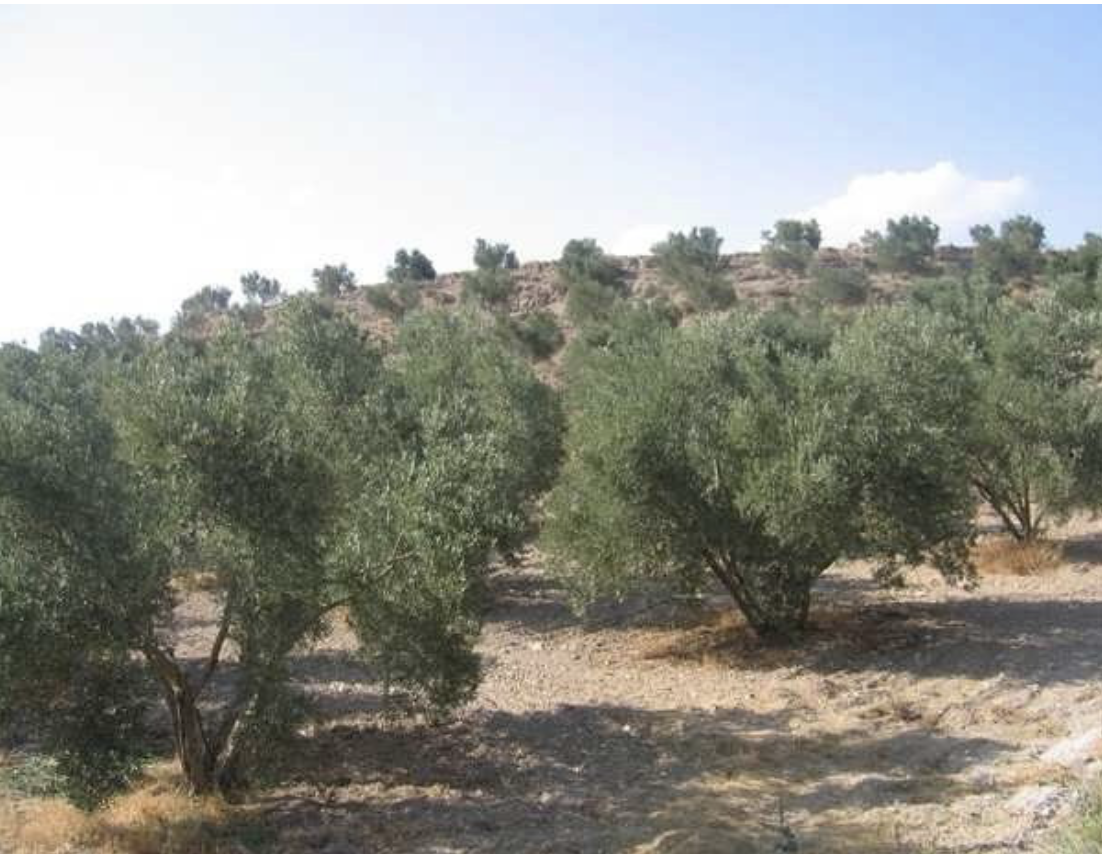 Farm Property in Cullar, Spain, JLCU01